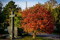 Zentralfriedhof Wien