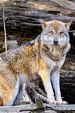 Canis lupus